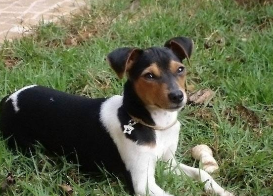梗犬