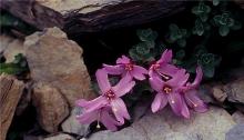 南湖柳叶菜