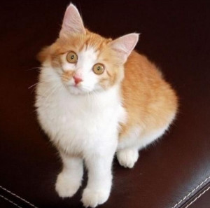 土耳其安哥拉猫