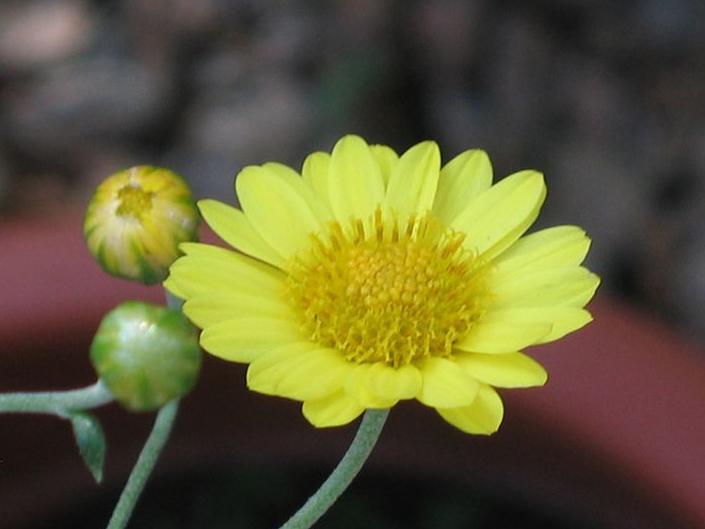 菊花 菊科菊属宿根草本植物 搜狗百科 菊花 菊科菊属宿根草本植物 搜狗百科