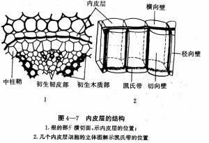 内皮层的结构