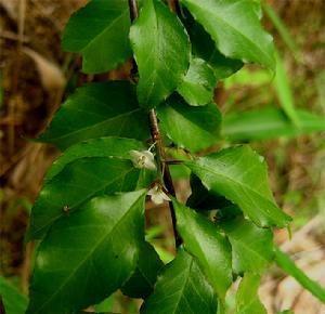 别名九龙盘,竹叶盘(四川),青蛇莲,蛇莲,接骨丹,娱蚣草(四川成都)