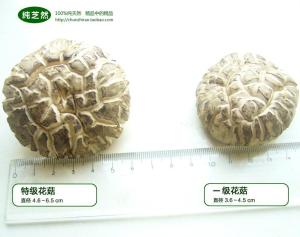 花菇 搜狗百科