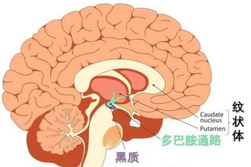 纹状体 神经结构 搜狗百科