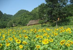 大山苗族彝族乡