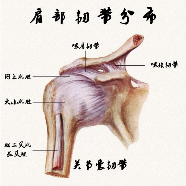 开肩