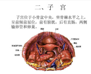 子宫及附件结构图图片