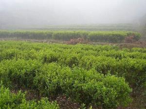 坪溪旅游