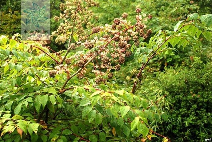 湖北楤木(五加科楤木属植物)_搜狗百科