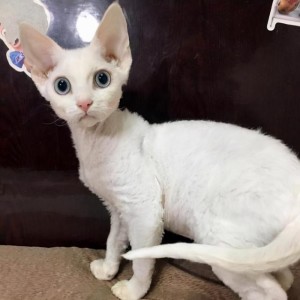 德文卷毛猫