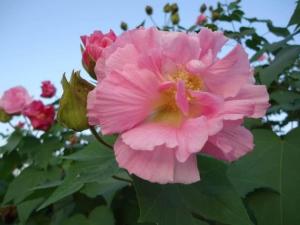 芙蓉花叶