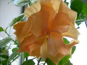 木菊花