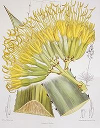 剑麻 Agave sisalana