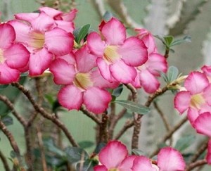 沙漠玫瑰