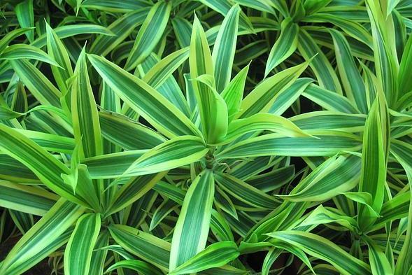 百合竹 龙舌兰科龙血树属植物 搜狗百科 百合竹 龙舌兰科龙血树属植物 搜狗百科