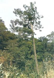 鸡毛松