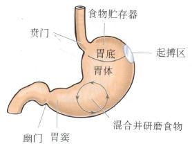 胃