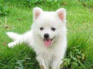 银狐犬