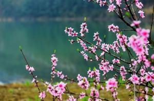 汇口桃花