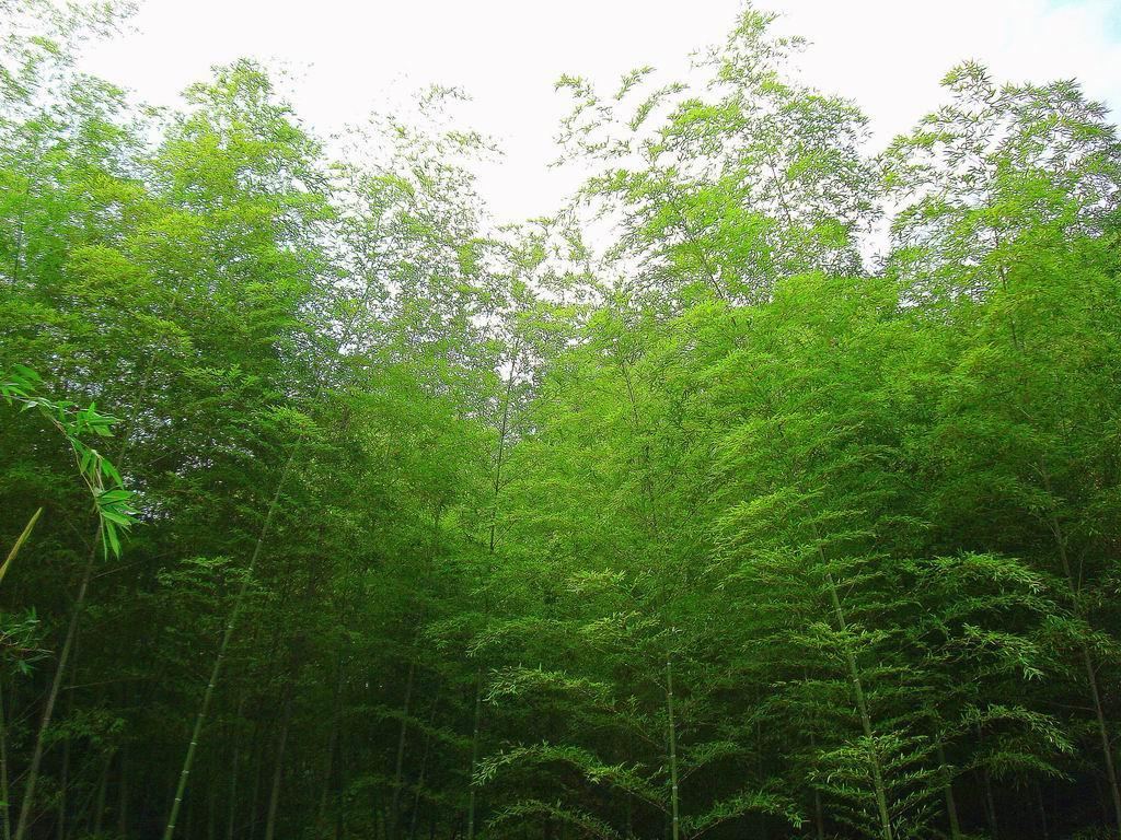 梨藤竹 - 搜狗百科