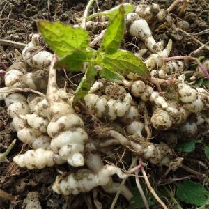 螺丝菜(俗名:藕)是唇形科草石蚕的块茎,多年生草本植物.