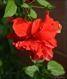 木菊花