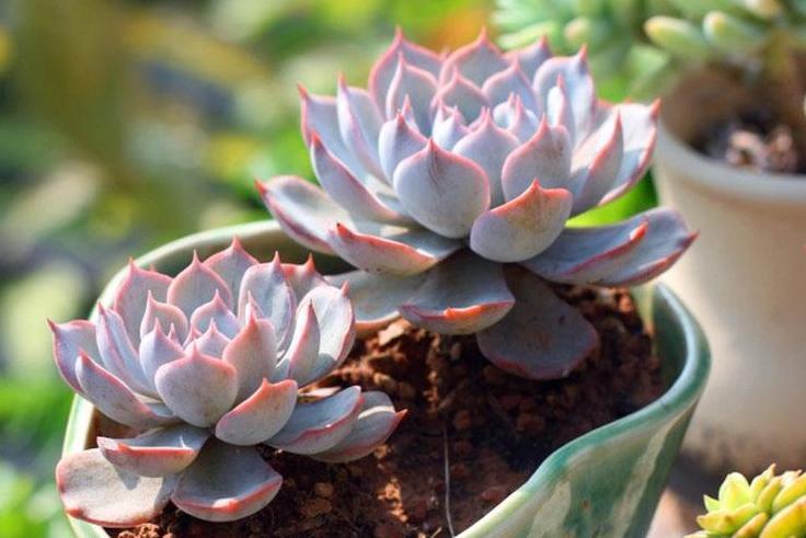 蓝石莲 景天科拟石莲花属植物 搜狗百科