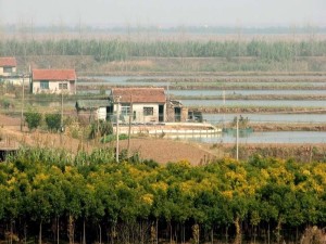 崇明岛
