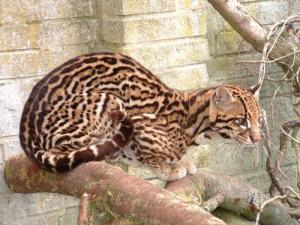 加勒比海虎猫