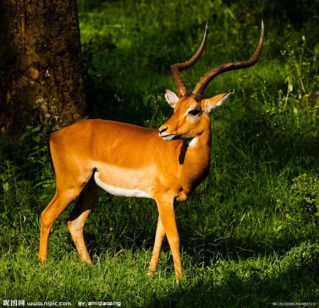 鹿 植食性哺乳动物 搜狗百科