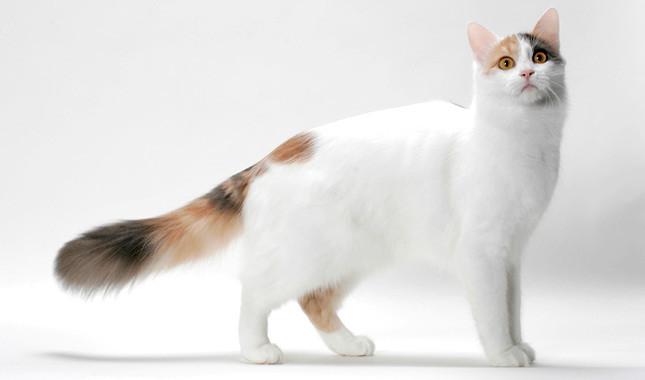 土耳其梵猫 (英文名:turkish van)别名:梵猫,土耳其凡湖猫,起源于