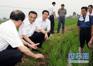 李克强在安庆桐城市杨安村考察水稻生产情况