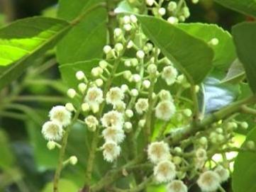 橄榄花