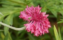 小花矢车菊