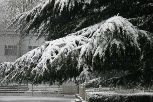 校园雪景