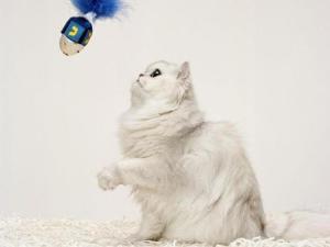 波斯猫