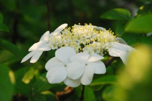 琼花
