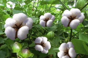 开花结果后的棉纤维（棉花）