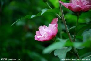 木菊花
