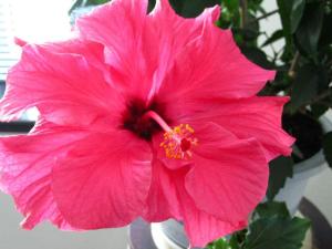 木菊花