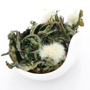 蒲公英茶图片