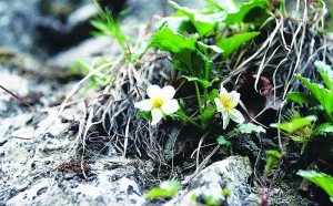 缘毛太行花