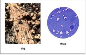 根瘤菌rkzj图片