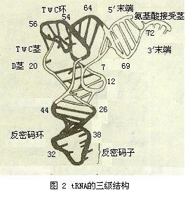 rna平面结构图怎么画图片