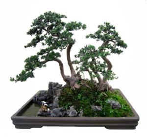罗汉松盆景