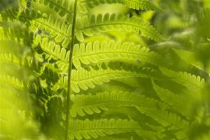 蕨类植物