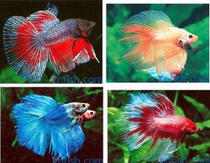 泰国斗鱼 Betta splendens
