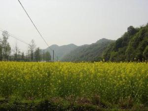 焦石镇