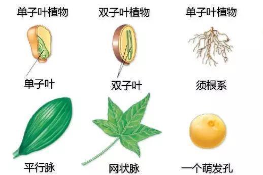 单子叶植物(旧名单子叶植物)_搜狗百科