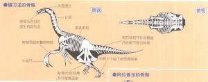 镰刀龙的骨骼